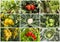 Fresh, organic fruits and vegetables agriculture collage. Harvest