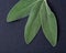 Fresh Organic Garden or Common Sage Salvia officinalis leaves on natural stone. Lamiaceae mint family.