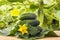 Fresh organic gherkins on wooden table in garden against the background of cucumber plants. Healthy nutrition concept. Copy space