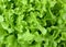 Fresh organic green batavia lettuce  background. Vegetable salad lettuce