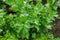 Fresh organic green celery leaves background - Apium graveolens