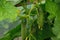 Fresh organic green cucumber (Cucumis sativus) cultivation in the greenhouse