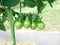 Fresh organic green eggplant vegetable growing in garden