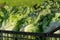 Fresh organic green lettuce leaf vegetable growth outdoor on fie