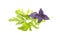 Fresh organic green rukkola, rucola or arugula and violet basil, heap, salad leaves, vegetarian food, close-up, isolated