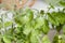 Fresh organic green tomato plants ripening on vegetable patch