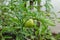 Fresh organic green unripe tomato on plant - Solanum lycopersicum