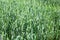 Fresh organic  green wheat field during summer day. Beautiful green wheat ears growing in field, rural scenery. Green spikelets of