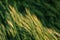 Fresh organic green whole wheat in india