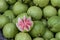 Fresh organic guavas fruits background.