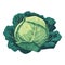 Fresh, organic healthy cabbage icon