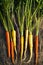 Fresh Organic Heirloom Carrot varieties of purple, yellow, orange