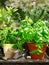 Fresh organic herbs in flowerpots