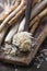 Fresh organic horseradish or Horse-radish root on wooden cutting board