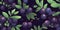 Fresh Organic Huckleberry Berry Horizontal Background Illustration.
