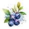 Fresh Organic Huckleberry Berry Square Background.
