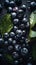 Fresh Organic Huckleberry Berry Vertical Background.