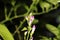 Fresh organic Hybrid kiwi open white pink flowers
