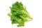 Fresh organic hydroponic Frille Iceberg Lettuce