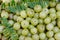 Fresh Organic Indian Gooseberry or Emblic botanical name is Phyllanthus Emblica is theTropical Fruit.