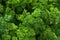 Fresh Organic Kale Leaves