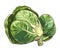 Fresh organic kale salad, a healthy vegetarian meal