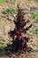 Fresh organic layered Red leaf Lettuce or Lactuca sativa annual plant planted in local home garden surrounded with dry soil and