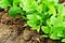 Fresh organic leaves of spinach in the garden. Green spinach in growth in springtime