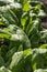 Fresh organic leaves of spinach in growth in springtime