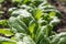 Fresh organic leaves of spinach in growth in springtime