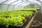 Fresh organic lettuce in the greenhouse. Vitamin product. Generative AI