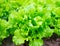 Fresh organic lettuce grows on a bed in the garden