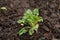 Fresh organic lettuce sprouting from the ground