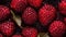 Fresh Organic Loganberry Berry Horizontal Background.