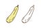 Fresh organic marrow squash set vector illustration in line art style. Natural colorful and outline monochrome zucchini