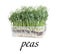 Fresh organic microgreen in plastic container on white background