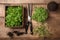 Fresh organic microgreens and gardening tools on wooden table. Generate ai