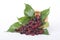 Fresh organic mulberry in bowl