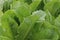 Fresh organic mustard greens background