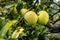 Fresh organic orchard full of riped green apples before harvest