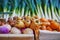 Fresh organic parsnip, turnip, carrots and leek on farmers market in Paris, France