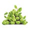 Fresh organic peas, healthy gourmet meal