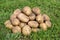 Fresh Organic Potato on green grass background. A heap of raw organic potatoes lying on the grass. Freshly dug farm potatoes