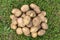 Fresh Organic Potato on green grass background. A pile of raw organic potatoes from  farm. Freshly dug farm potatoes. Top view