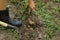 Fresh organic potato harvest on field. Farmer digging potatoes from the ground.