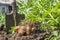 Fresh organic potatoes in the field. Harvesting potatoes from soil. Potato harvest shovel at the potatoes plantation