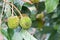 Fresh organic pulasan fruit or Nephelium hanging on tree in orchard