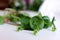 Fresh organic Purslane Claytonia perfoliata on white background . You can use them in fresh vegetable salads. Food