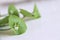 Fresh organic Purslane ,Claytonia perfoliata on white background . You can use them in fresh vegetable salads. Food