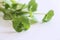 Fresh organic Purslane ,Claytonia perfoliata on white background . You can use them in fresh vegetable salads. Food